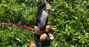 cassy pet sitter à VELIZY VILLACOUBLAY 78140_0