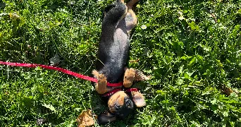 cassy pet sitter à VELIZY VILLACOUBLAY 78140