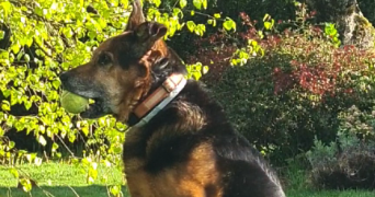 pascale pet sitter à DELLE 90100_8