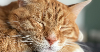 alycia pet sitter à LE PETIT QUEVILLY 76140_4