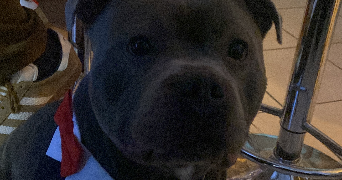 meline pet sitter à ORCET 63670_2