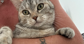 sandra cat sitter à Saint laurent du var 06700_2