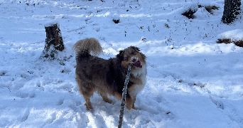 elsa pet sitter à ST CYR L ECOLE 78210_5