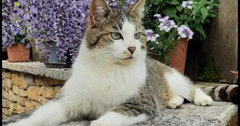 magali pet sitter à L ETOILE 39570_0