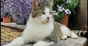 magali pet sitter à L ETOILE 39570