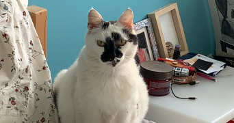 julie pet sitter à RENNES 35000_6
