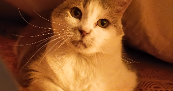 maryline pet sitter à ST PRIEST 69800_0