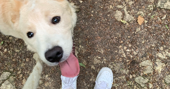 laureen pet sitter à VALENTIGNEY 25700_6