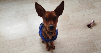 magnolia pet sitter à COURNON D AUVERGNE 63800_2