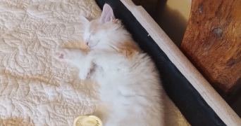 catarina pet sitter à PARIS 04 75004_4