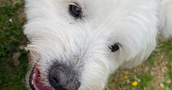 eugenie pet sitter à JOUY SUR EURE 27120_6