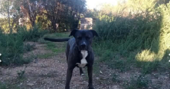 juliette  pet sitter à Les Gets 74260_5