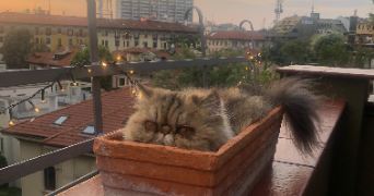 ewen pet sitter à BREST 29200_0