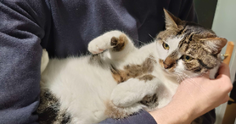 valentin pet sitter à PARIS 01 75001_1