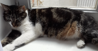 tamara pet sitter à BOIS COLOMBES 92270_5