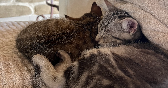 lylou pet sitter à ST DONAT SUR L HERBASSE 26260_1