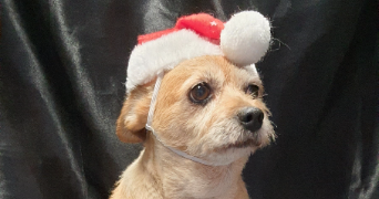 christelle pet sitter à SOULEUVRE EN BOCAGE 14350_1