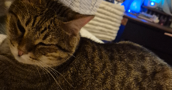 dalila pet sitter à NANTERRE 92000_3