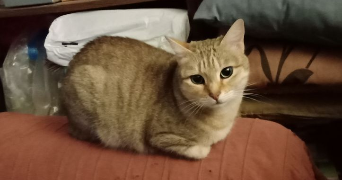 françoise pet sitter à AVIGNON 84000_0