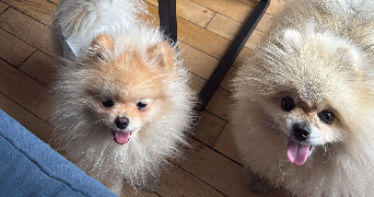 lia pet sitter à ST MANDE 94160_4