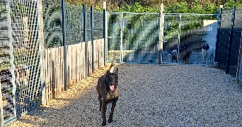 maud dog sitter à LABALME 01450_2