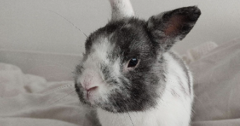 jade pet sitter à ROUEN 76000_1