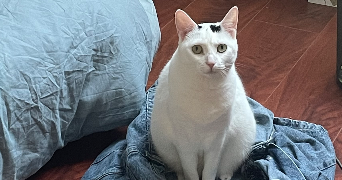 laura pet sitter à LINGOLSHEIM 67380_2