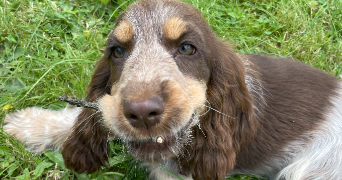 audrey pet sitter à ST GERMAIN LES CORBEIL 91250_3