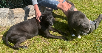 jean paul pet sitter à MARCK 62730_1