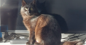 noemie pet sitter à QUIMPER 29000_2