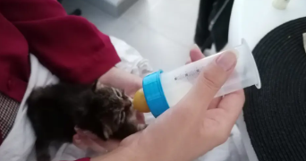 victoria pet sitter à RENNES 35700_1