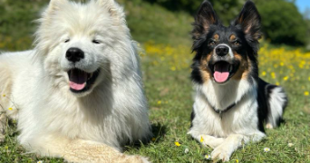 sarah pet sitter à CAMPAGNE LES BOULONNAIS 62650_2