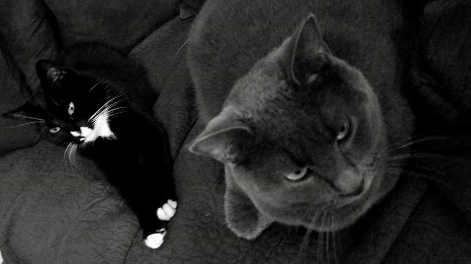 Maëva pet sitter à Villenoy 77124_2