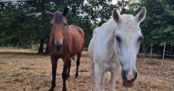 océane pet sitter à CHEVANCEAUX 17210_3