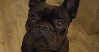 mathilde pet sitter à BEAUNE 21200_1