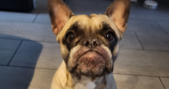 emilie pet sitter à DECINES CHARPIEU 69150_2