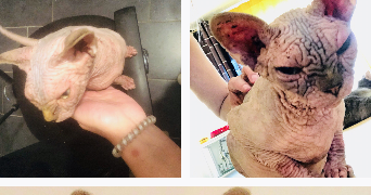 séverine  pet sitter à 59000 Lille 59000_8