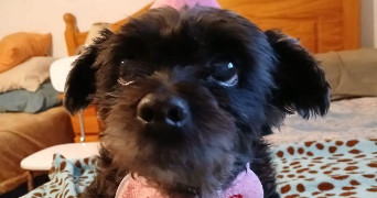 samara pet sitter à ASNIERES SUR SEINE 92600_8