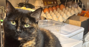 enzo pet sitter à PARIS 11 75011_1