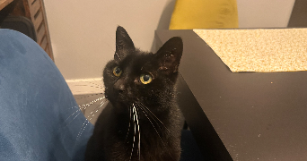 matias pet sitter à ST OUEN L AUMONE 95310_1