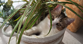 elodie pet sitter à LILLE 59000_0