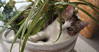 elodie pet sitter à LILLE 59000