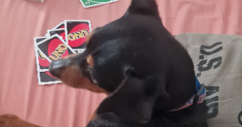 delphine pet sitter à ORVILLERS SOREL 60490_2