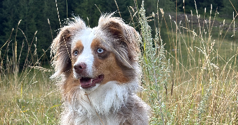 charlène dog sitter à DOMMARTIN 69380_4
