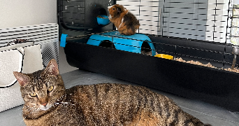 alexia pet sitter à CAMBO LES BAINS 64250_3