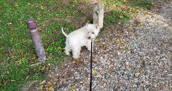 catherine pet sitter à SARTROUVILLE 78500_1