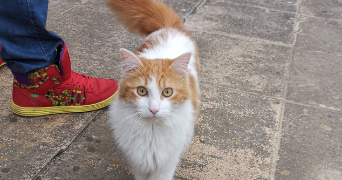 marilyn pet sitter à GRAULHET 81300_1