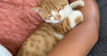 chloé pet sitter à BRUNOY 91800_2