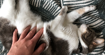 sarah pet sitter à TOULOUSE 31200_7
