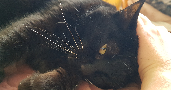 magali pet sitter à ANGERS 49100_1